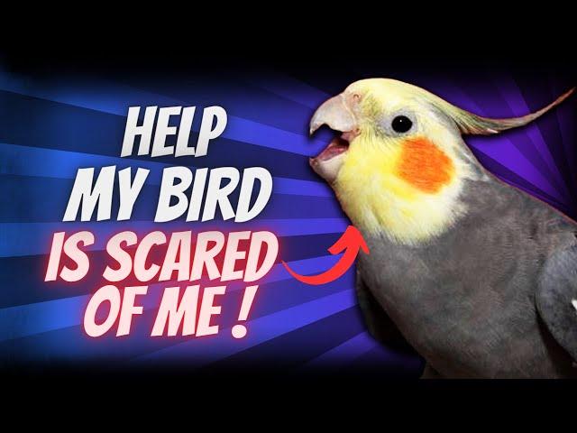 10 Simple Tricks to Instantly Tame Fearful Birds Without Stress