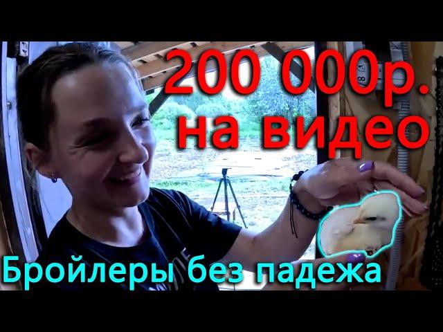 Падежа бройлеров нет ВООБЩЕ. 200 000р. потратили, чтобы снимать видео для вас! Приятного просмотра!)