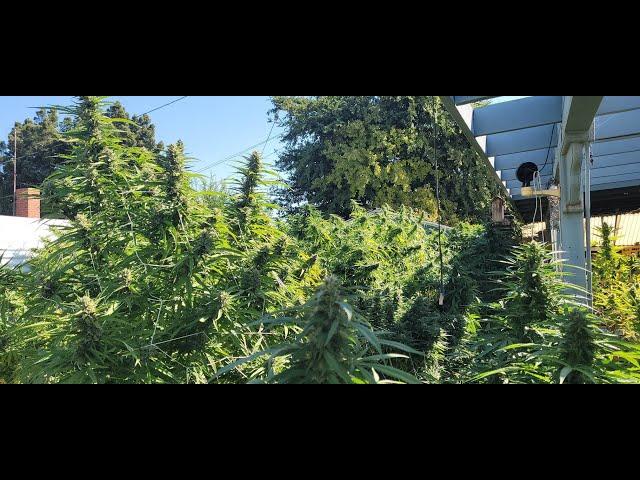 12 LB Massive Skunk #1 Harvest, Mega Yield, Maui's & Blue Dreams Almost Ready, 7-10 day Count down