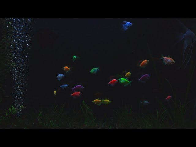 Beautiful Aquarium at Night | No Music | 10 Hour Sleep Sound | Full HD