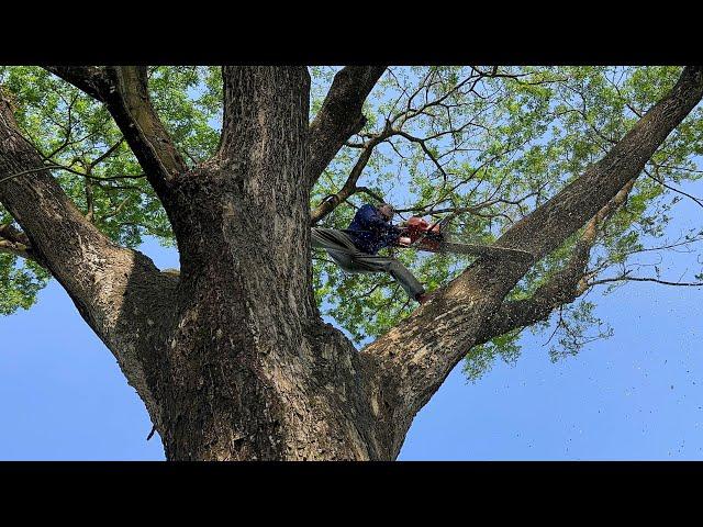 Very dangerous Huge tree Felling with chainsaw.