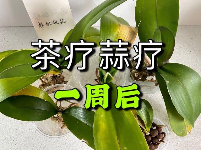 【20201】茶疗/蒜疗，一周后 //静姐说花386