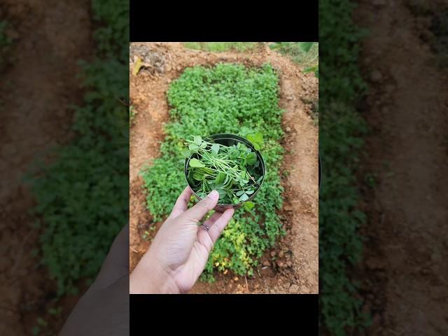 Methi.. From seeds to harvest! #shorts #winter #vegetables #methi #harvest #organic #home #backyard