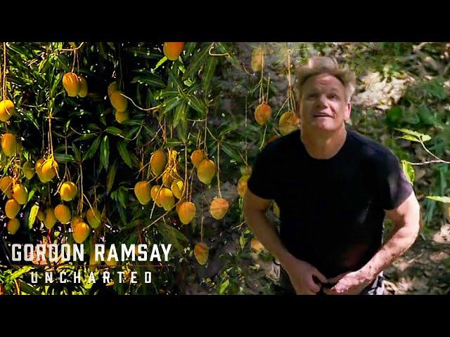 Uncovering the World's Most Exotic Mangoes | Gordon Ramsay: Uncharted