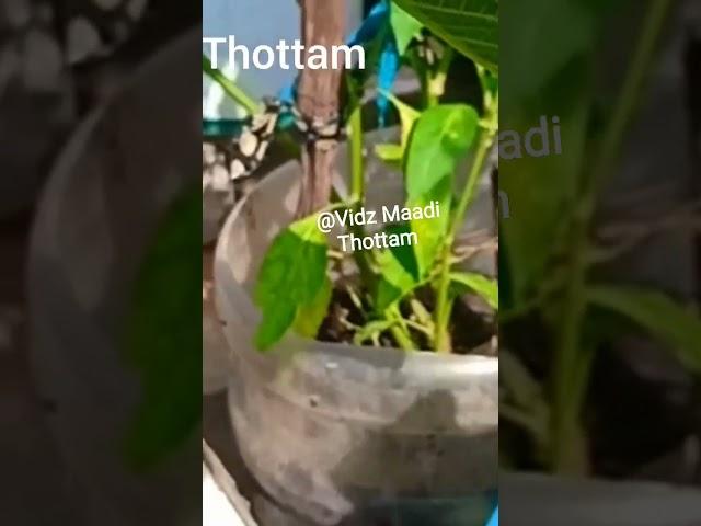 vedichidichu @vidzmaadithottam603 #madithottam #shortsfeed #harvest #gardening #trending #shorts