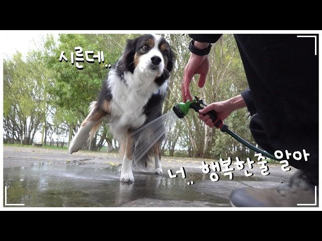 A fulfilling day for the lucky New Zealand Border Collie Lena!