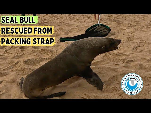 Seal Bull Rescued From Packing Strap