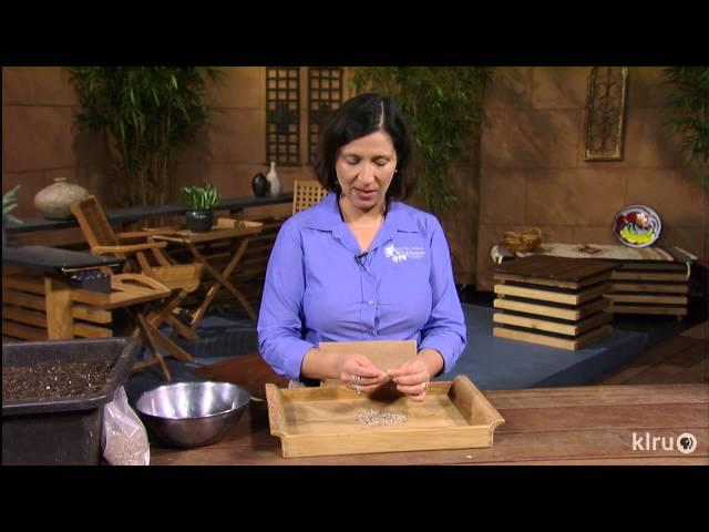 Planting bluebonnet seeds|Andrea DeLong-Amaya|Central Texas Gardener