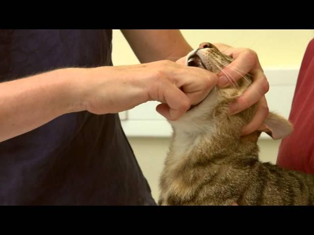 Two people giving a cat a tablet/pill