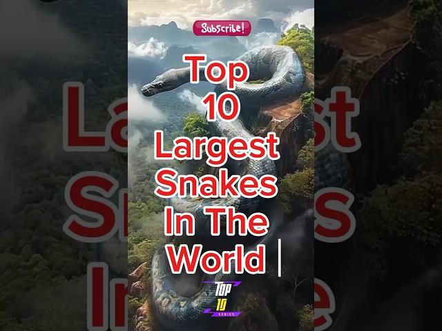 Top 10 Largest Snakes In The World #snake #shorts