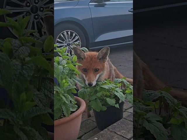 Wild Fox Hiding Behind The Plants #animal #wildfox #animals #foxes #fox #urbanfox #wildanimals #cute