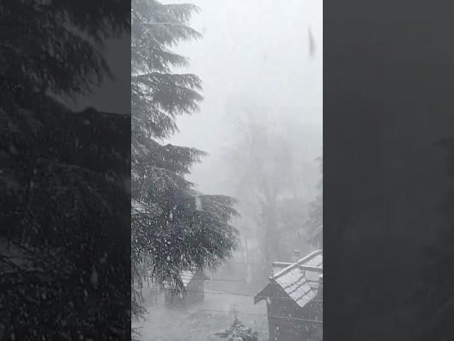 Naggar , snowfall, Himachal Extreme winter #shorts #himachal #viral