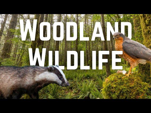 What Wildlife lives in UK Woodlands?