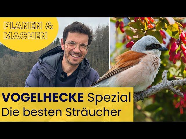 TOP STRÄUCHER für deine VOGEL-HECKE + Wertvolle Tipps zum Umsetzen + Das brauchen Vögel wirklich