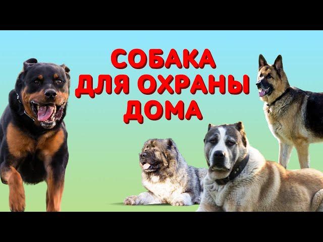 Охранные собаки: Как выбрать собаку для охраны дома?