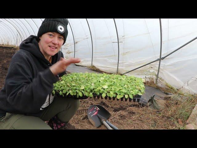 Amending and Planting in the Hoophouse : Flower Hill Farm