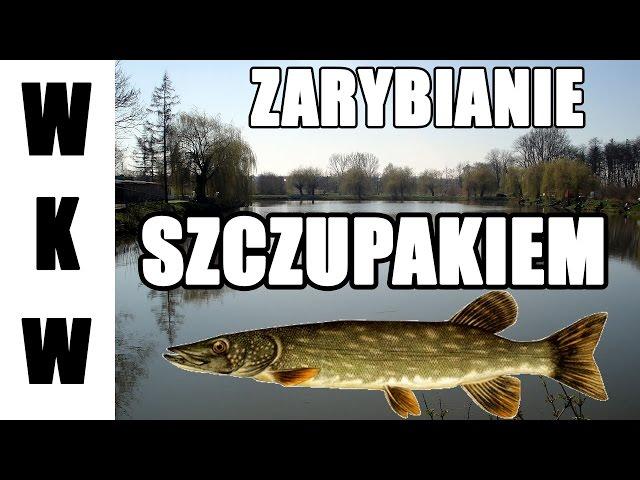 Zarybianie szczupakiem - Zalewy Kazimierza Wielka