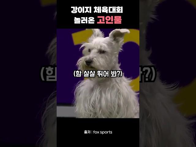 고인물 강아지