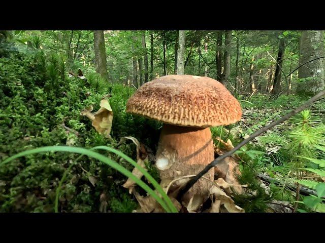 По Білі Гриби, день 5-й, непоганий результат