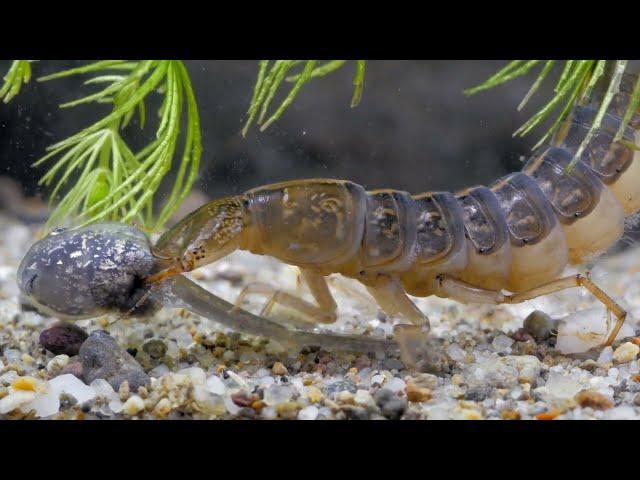 Freshwater Invertebrates (2020). Half hour movie, made by Ferenc Kriska and György Kriska