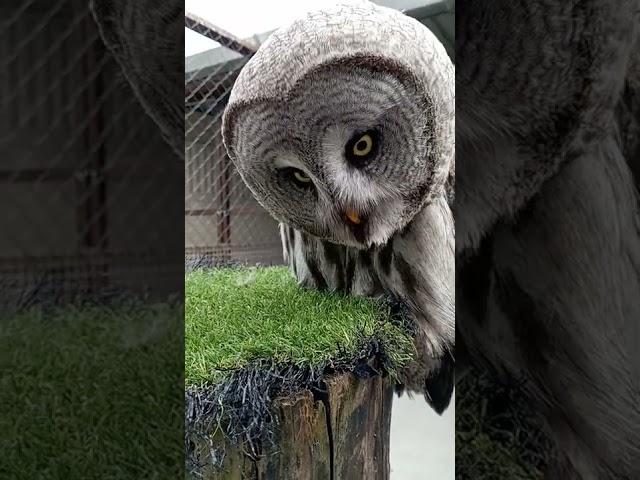 Great Grey Owls eyesight is amazing  #shorts #eyes #owl #amazing