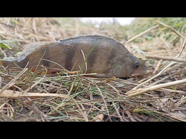 Трудовая рыбалка на окуня с Джиг-ригом, микроджигом и отводным поводком в середине ноября 2024!