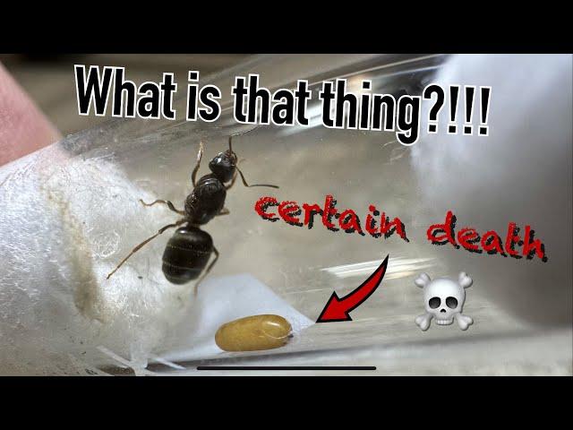 That’s not an egg! The harsh reality of ant keeping