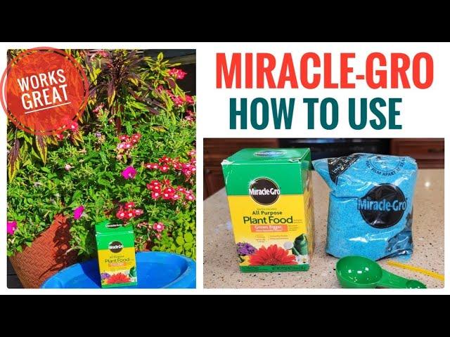 Best Plant Food  Miracle-Gro How To Mix it and Water Your Flowers for Amazing Results