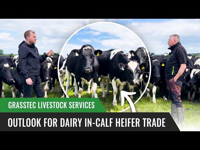 Outlook for Dairy In-Calf Heifer Trade - Grasstec Livestock Services