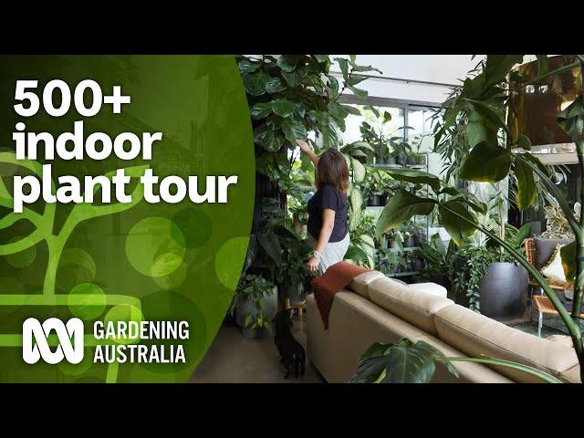 Huge 500+ indoor plant collection tour and plant care tips | Indoor plants | Gardening Australia