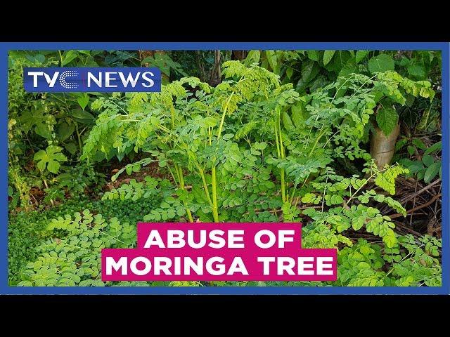 Experts warn against abuse of Moringa tree