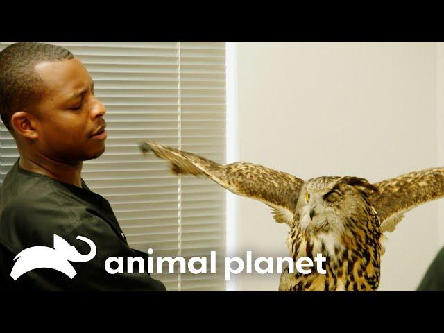 Great Horned Owl Has a Concerning Eye Injury | The Vet Life | Animal Planet