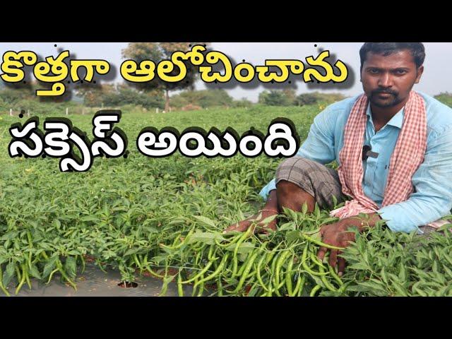 how to get more yielding in mirchi / mirchi farming/ కొత్త ఆలోచించాను సక్సెస్ అయింది