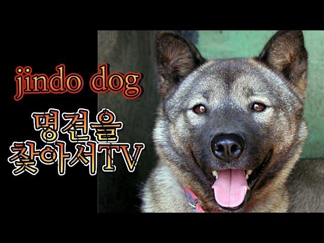진도 명견을 찾아서TV