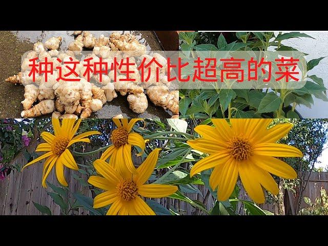 性价比超高的菜 种植过程省心 食用营养价值高 #后院种菜 #花盆种菜