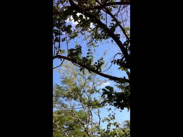 Learn more about The Monkey Farm at www.TheMonkeyFarm.org, contact vicki conley