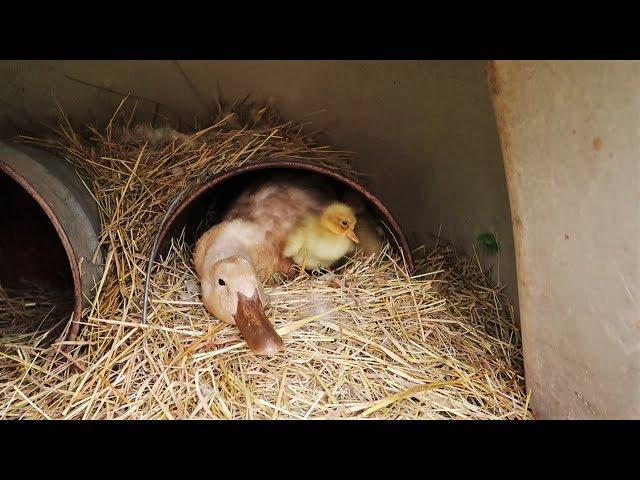 Baby Ducks Are Hatching! - Homestead Happenings