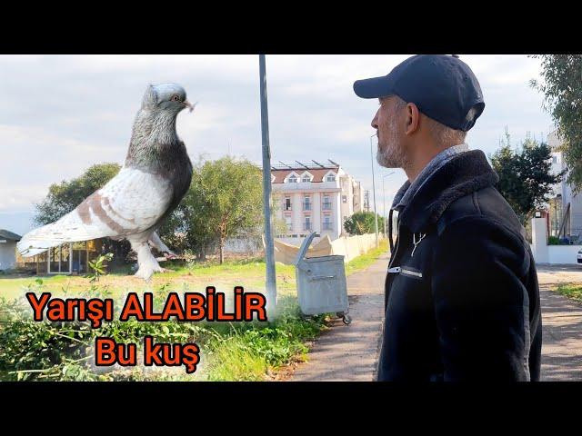 BU KUŞ GÖZÜMÜ KORKUTTU Yarışa bomba olur