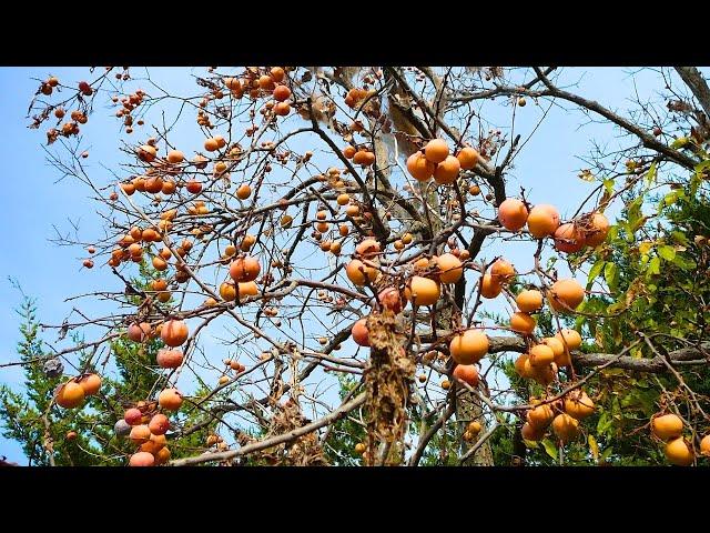 Why America’s Sweetest Native Fruit Isn’t Sold In Stores