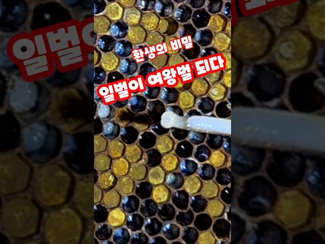 일벌이 여왕벌 되다 환생의 비밀 농튜브 꿀항아리농장 #shorts