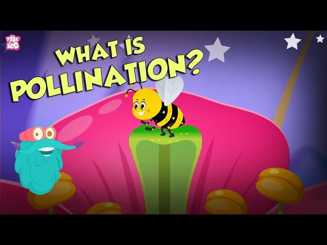 What Is Pollination? | POLLINATION | The Dr Binocs Show | Peekaboo Kidz