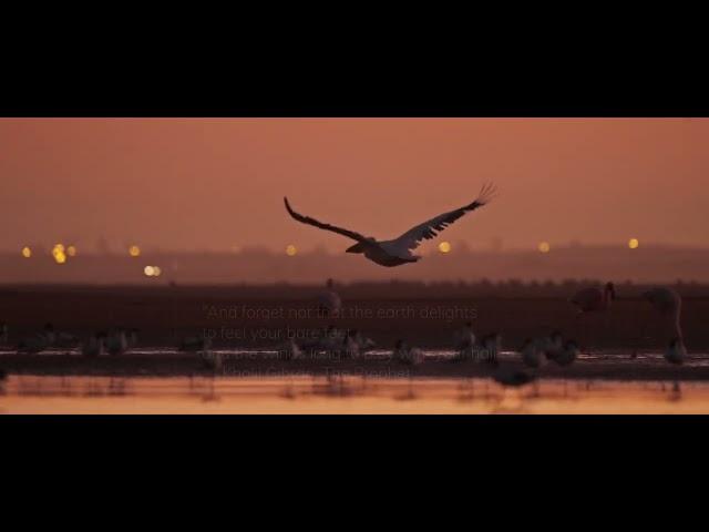 MAJESTIC - Cinematic Filmsafaris Clip