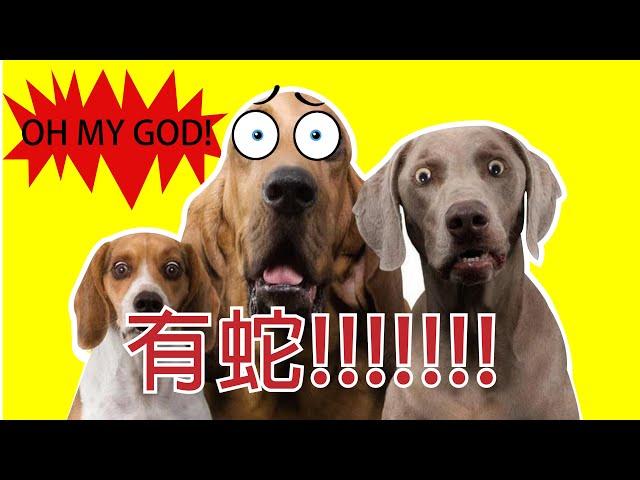 狗＆蛇/毛小孩遇到蛇/Dogs & Snakes