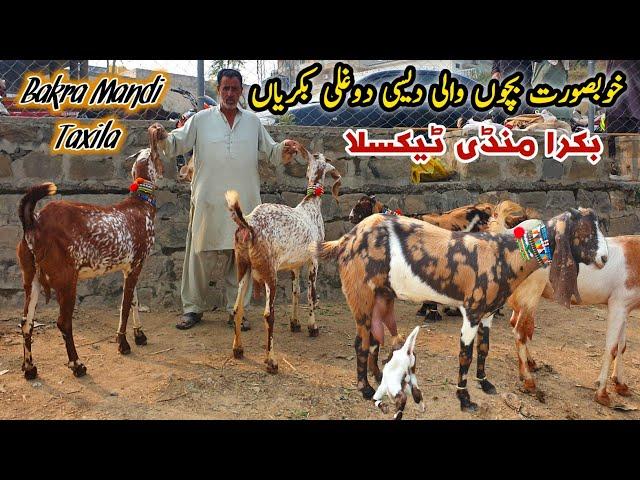 Bacho Wali Desi Dogli Bakriyan Taxila Bakra Mandi Latest Update November 2024