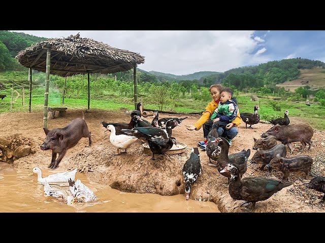 Make a small hut out of bamboo - Harvesting wild apples - Feed pigs and ducks