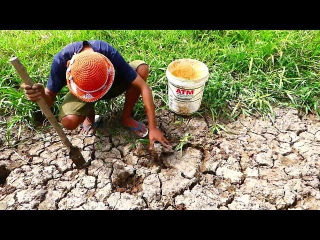 Find Many Catfish in Secret Hole Dry by a farmer