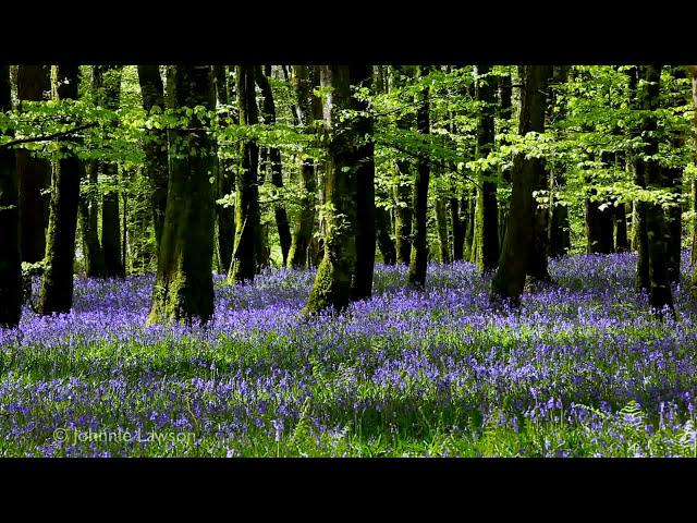 Forest Birdsong Nature Sounds-Relaxing Bird Sounds for Sleeping-Calming Birds Chirping Ambience