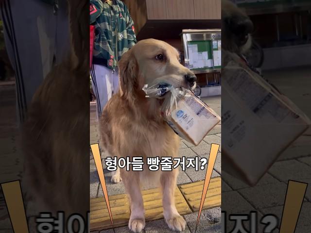 신속 정확 권럭키 배달 서비스 심부름 좋아하는 댕댕이 권럭키