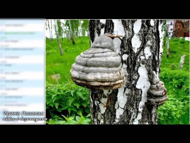 Что такое чага? Березовый гриб. Чага. Онкопротектор чага. Артлайф.