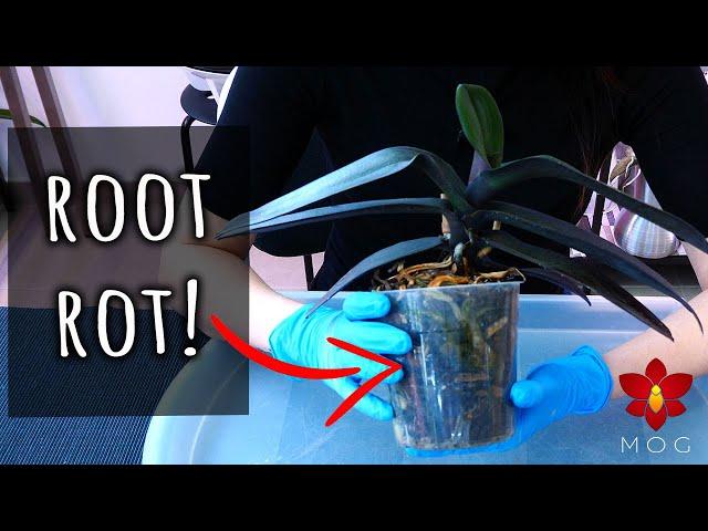 Saving Phalaenopsis Orchid with Root Rot - Orchid Care for Beginners